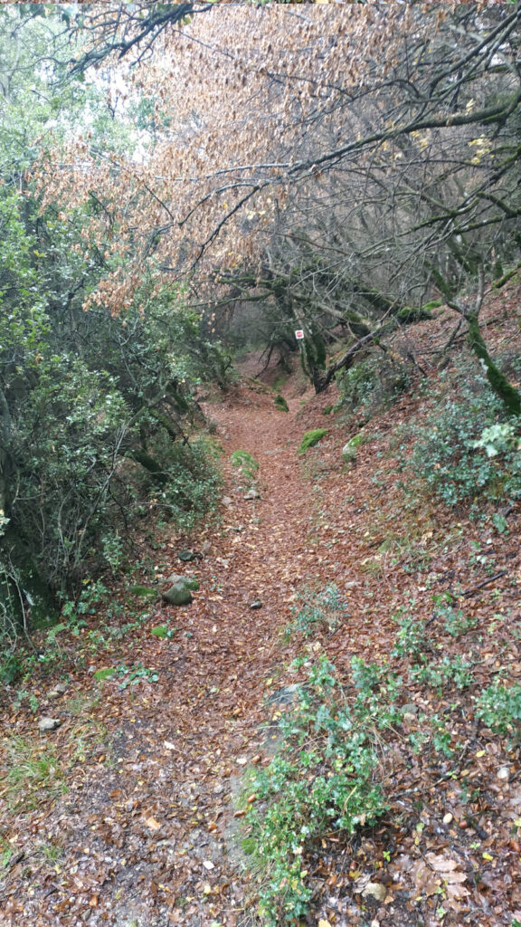 Alapsisi Trail